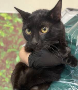 Rescue Domestic Short Hair Cats for Adoption in San Antonio, Texas - Octopus | PetCurious
