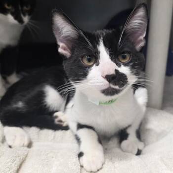 Romeo -  Domestic Short Hair Cat for Adoption in Fort Wayne, Indiana - Romeo | PetCurious