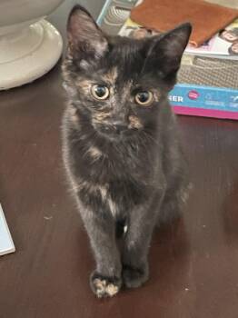 Rescue Domestic Short Hair Cats for Adoption in Chicago, Illinois - Star | PetCurious