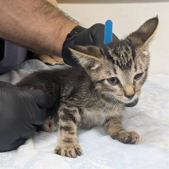 A886102 -  Domestic Short Hair Cat for Adoption in Camarillo, California - A886102 | PetCurious