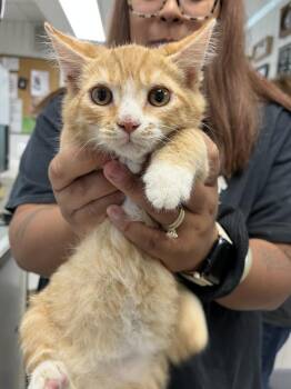 Derrick -  Domestic Short Hair Cat for Adoption in Ontario, California - Derrick | PetCurious