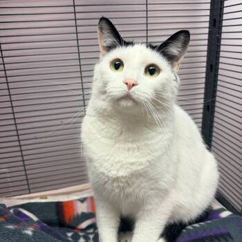 Auggie -  Domestic Short Hair Cat for Adoption in Bellmawr, New Jersey - Auggie | PetCurious