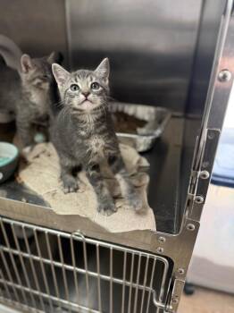 Domestic Short Hair Cats Available for Adoption in Detroit, Michigan - Dewey | PetCurious