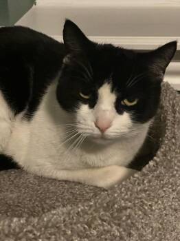 Domestic Short Hair Cats Available for Adoption in Broomfield, Colorado - PRINCESS | PetCurious