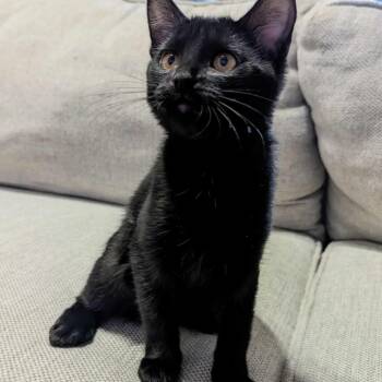 Rescue Domestic Short Hair Cats for Adoption in Eagle Mountain, Utah - Togo Granados | PetCurious