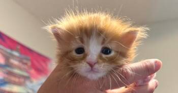 Domestic Long Hair Cats Available for Adoption in St. Augustine, Florida - Rocco | PetCurious