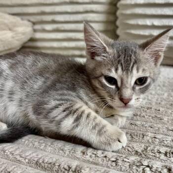 Princess -  Domestic Short Hair Cat Available for Adoption in NEW PT RICHEY, Florida - Princess | PetCurious