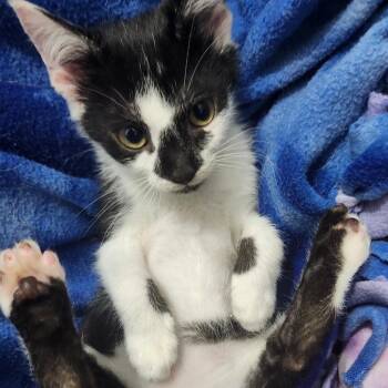 Domestic Short Hair Cats Available for Adoption - Shiloh Perry-AR | PetCurious