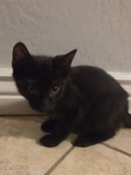 Brookie -  Domestic Short Hair Cat for Adoption in Gilbert, Arizona - Brookie | PetCurious