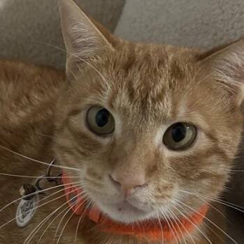 Domestic Short Hair Cats Available for Adoption in Liverpool, Texas - Bootsie Boots | PetCurious