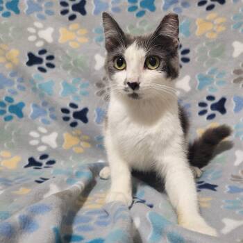 Celeste -  Domestic Short Hair Cat for Adoption in Traverse City, Michigan - Celeste | PetCurious