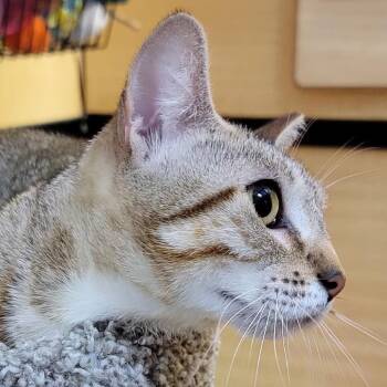 Phoebe (Beautiful) -  Domestic Short Hair Cat for Adoption in Santa Fe, Texas - Phoebe (Beautiful) | PetCurious