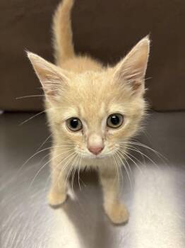 Rescue Domestic Medium Hair Cats for Adoption in Colbert, Georgia - Marvin | PetCurious