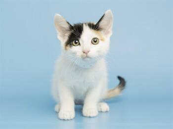 CHERRY -  Domestic Short Hair Cat for Adoption in Phoenix, Arizona - CHERRY | PetCurious