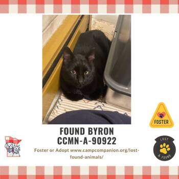 Rescue Domestic Short Hair and Domestic Medium Hair Cats for Adoption in Rochester, Minnesota - FOUND - Byron | PetCurious