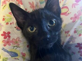 Ruckus -  Domestic Short Hair Cat for Adoption in Magnolia, Texas - Ruckus | PetCurious
