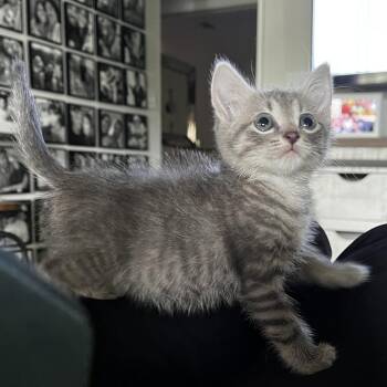 Anchovy -  Domestic Short Hair Cat for Adoption in Pompano Beach, Florida - Anchovy | PetCurious