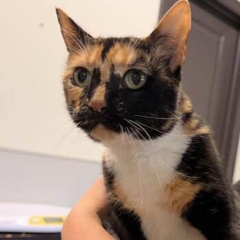 Nora -  Domestic Short Hair Cat for Adoption in Tampa, Florida - Nora | PetCurious