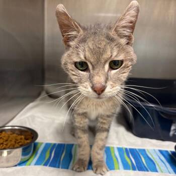 Millie -  Domestic Short Hair Cat for Adoption in Englewood, Florida - Millie | PetCurious