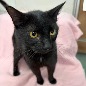Lolly -  Domestic Short Hair Cat for Adoption in West Point, Mississippi - Lolly | PetCurious