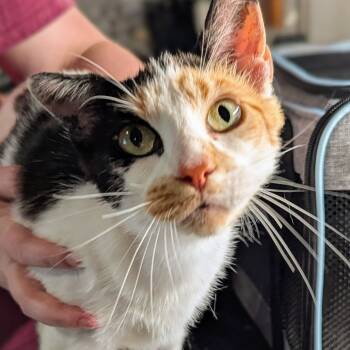 Rescue Domestic Short Hair Cats for Adoption in Brighton, Missouri - Merida | PetCurious