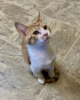Sussex -  Domestic Short Hair and Tabby Cat for Adoption in Fargo, North Dakota - Sussex | PetCurious