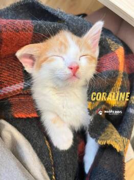 Pink Palace Kittens:  Coraline -  Domestic Short Hair Cat for Adoption in Council Bluffs, Iowa - Pink Palace Kittens:  Coraline | PetCurious