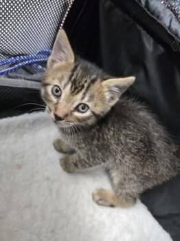 Luka -  Domestic Short Hair Cat for Adoption in Gainesville, Florida - Luka | PetCurious