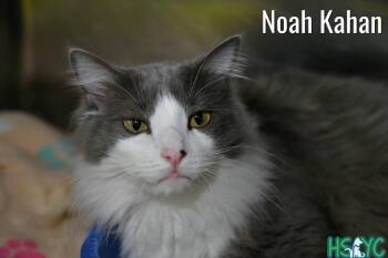 Noah Kahan -  Domestic Long Hair Cat for Adoption in Fort Mill, South Carolina - Noah Kahan | PetCurious