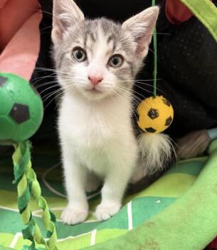 Hei Hei Disney -  Domestic Short Hair and Tabby Cat for Adoption in Chandler, Arizona - Hei Hei Disney | PetCurious