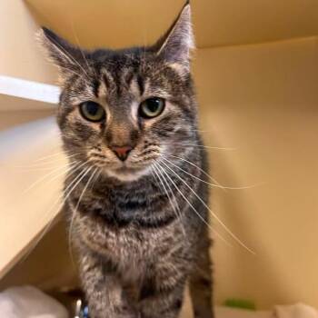 Domestic Short Hair Cats Available for Adoption in Waynesboro, Pennsylvania - KiKi | PetCurious