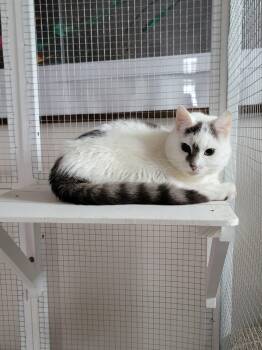 Domestic Short Hair Cats Available for Adoption in Holbrook, New York - DUNKIN | PetCurious