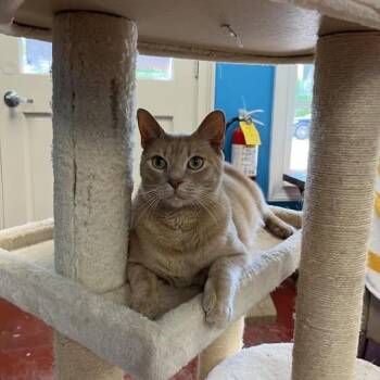 Gus -  Tabby Cat for Adoption in Stone Mountain, Georgia - Gus | PetCurious