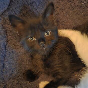 Cuff Links -  Domestic Short Hair Cat for Adoption in Cumming, Georgia - Cuff Links | PetCurious