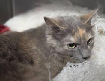 Domestic Long Hair and Domestic Short Hair Cats Available for Adoption in Conway, South Carolina - Lilac | PetCurious