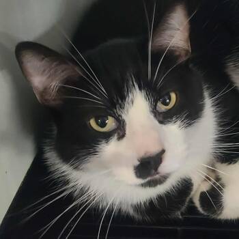 Rescue Domestic Short Hair Cats for Adoption in Hemet, California - Gizmo | PetCurious