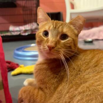 Rescue Domestic Short Hair Cats for Adoption in South Bend, Indiana - Hamilton - In A Foster Home | PetCurious