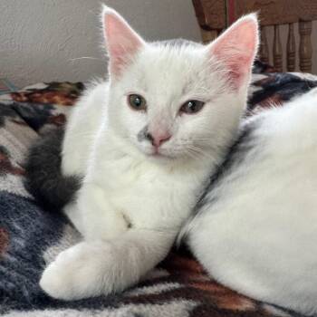 Smudge -  Domestic Short Hair Cat for Adoption in Laramie, Wyoming - Smudge | PetCurious
