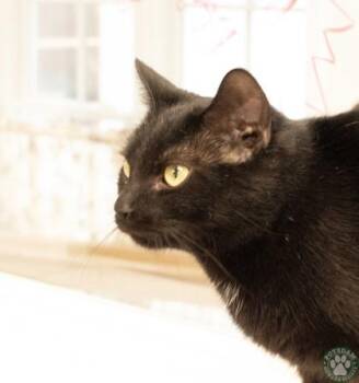 Domestic Short Hair Cats Available for Adoption in Potsdam, New York - Iggy | PetCurious