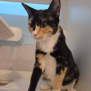 Queenie -  Domestic Short Hair Cat for Adoption in Pinellas Park, Florida - Queenie | PetCurious