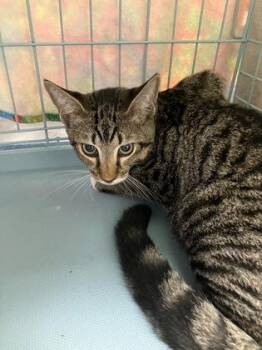 George Clooney -  Domestic Short Hair Cat for Adoption in Gainesville, Florida - George Clooney | PetCurious