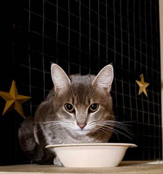 Domestic Short Hair Cats Available for Adoption - Mojave | PetCurious