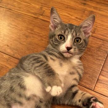 Chive -  Domestic Short Hair Cat for Adoption in Sunrise, Florida - Chive | PetCurious