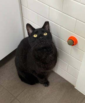 Rescue Domestic Short Hair Cats for Adoption in Elmsford, New York - Void - Available 11/20 | PetCurious