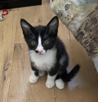 George Washington -  Domestic Short Hair Cat for Adoption in Huntington Beach, California - George Washington | PetCurious