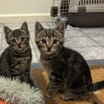 Cheeseball -  Domestic Short Hair Cat for Adoption in Philadelphia, Pennsylvania - Cheeseball | PetCurious