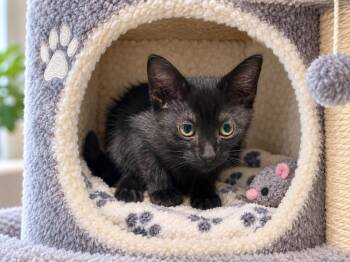 Cuban -  Domestic Short Hair Cat for Adoption in Sebastian, Florida - Cuban | PetCurious