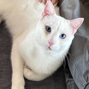 Blue -  Domestic Short Hair Cat for Adoption in Huntsville, Alabama - Blue | PetCurious