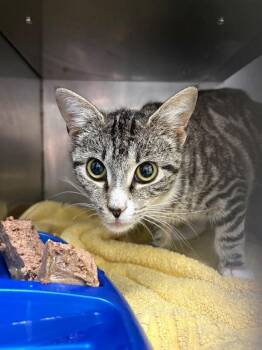 Domestic Short Hair Cats Available for Adoption - Orchid | PetCurious