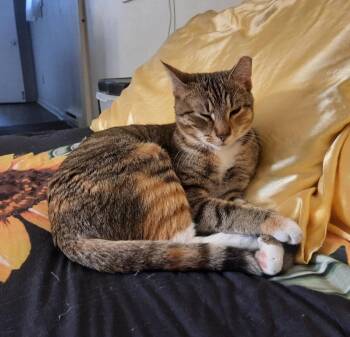 Domestic Short Hair Cats Available for Adoption in Harrisburg, Pennsylvania - STRAWBERRY SHORTCAKE | PetCurious